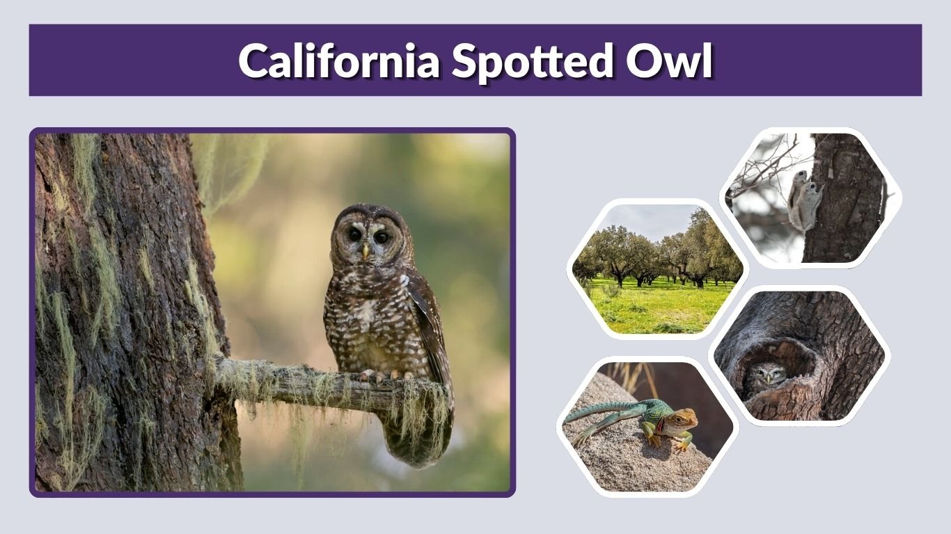 California Spotted Owl: Habitat, Diet, Nesting and Facts