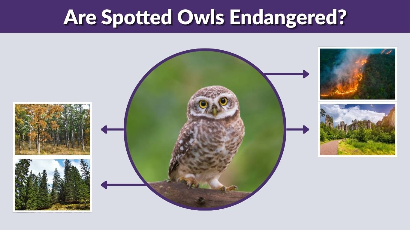 Are Spotted Owls Endangered? Status, Threats and Facts