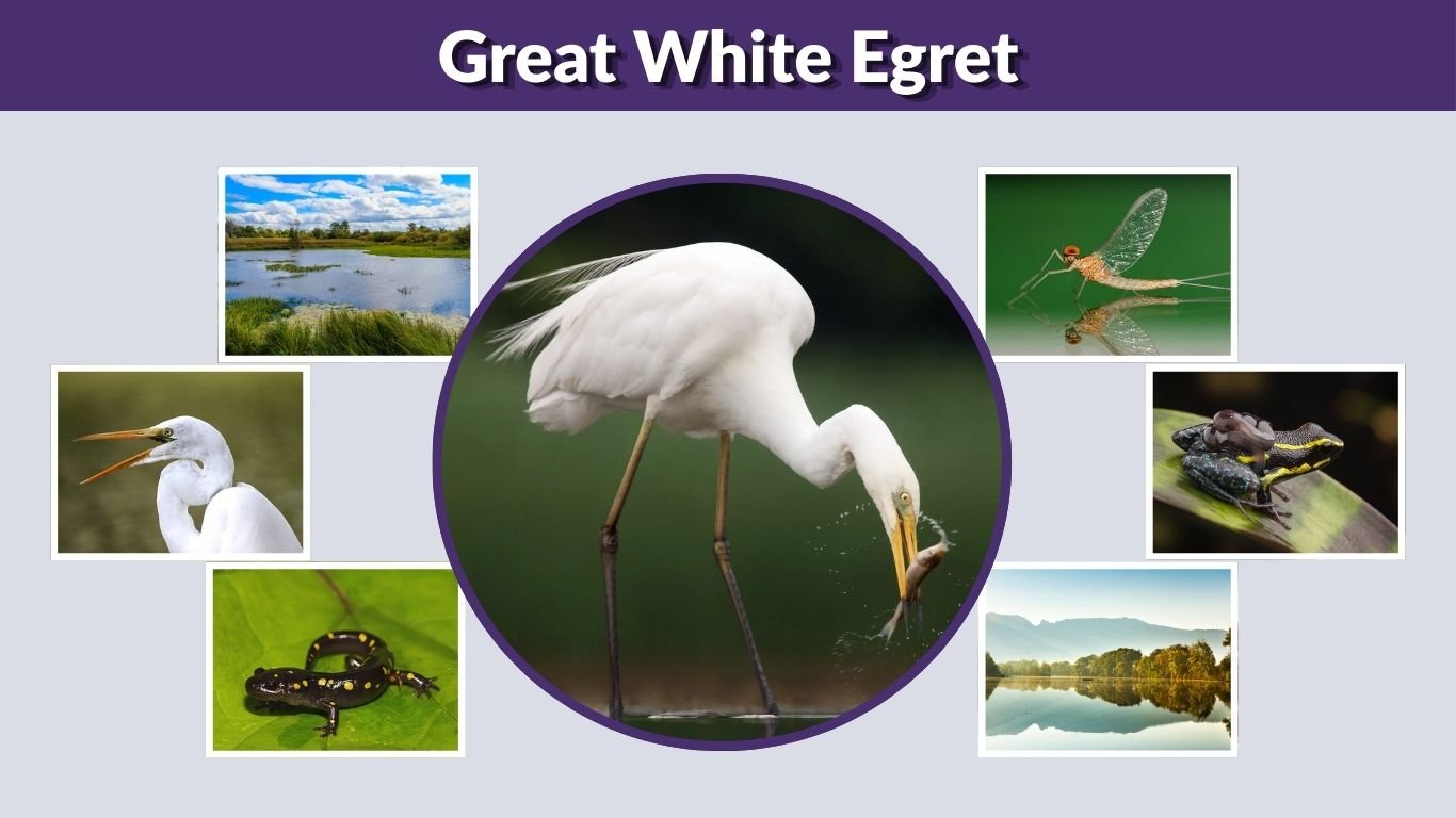 Great White Egret: Identification, Habitat, Diet and Facts