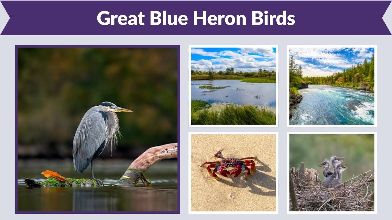 Great Blue Heron Birds: Habitat, Diet, Call and Facts