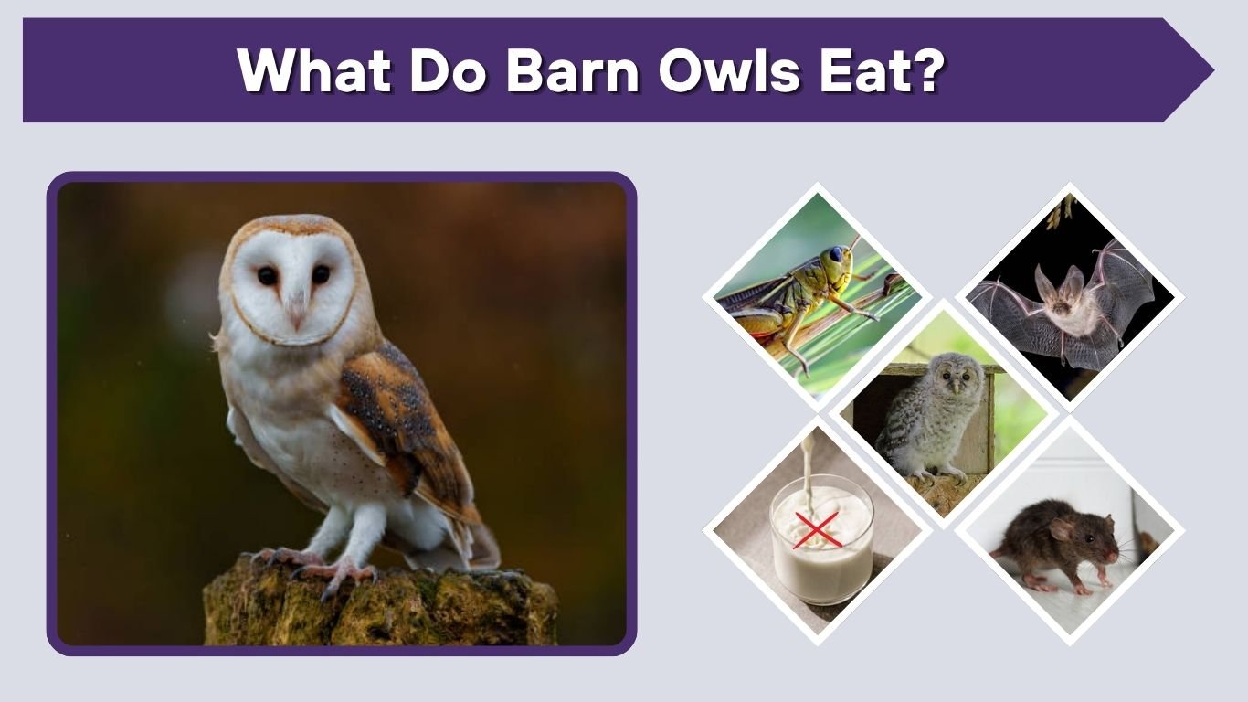 What Do Barn Owls Eat? 10 Common Foods They Hunt