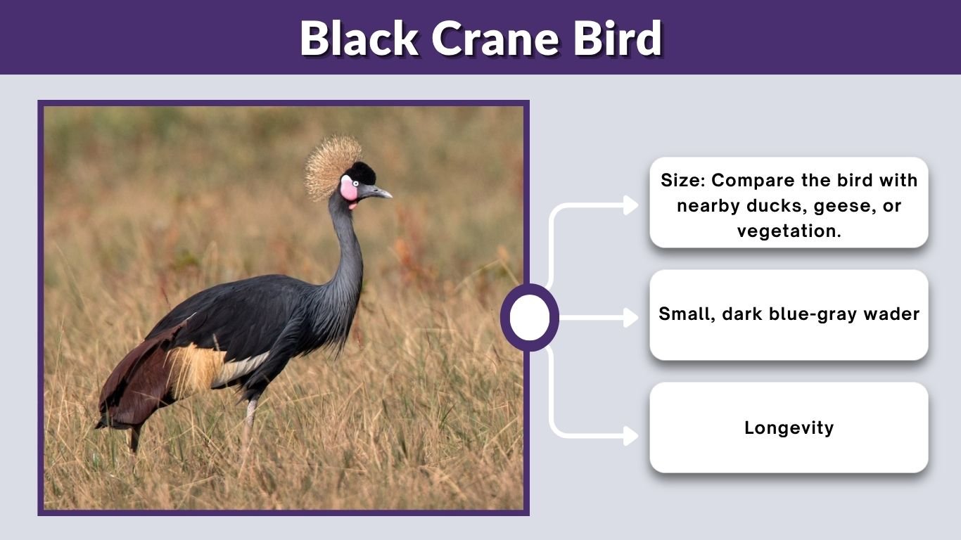 Black Crane Bird: Identification, Species and Look-Alikes