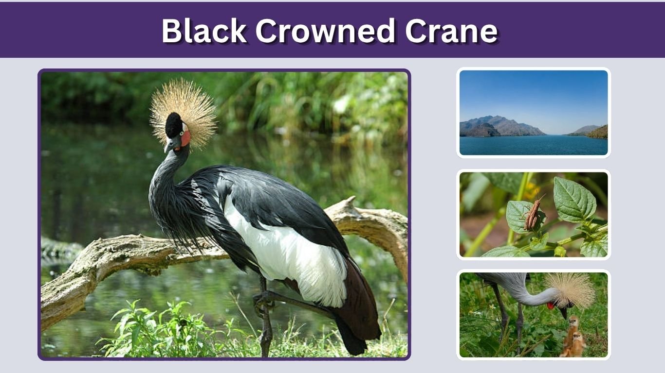 Black Crowned Crane: Habitat, Diet, Size and Facts