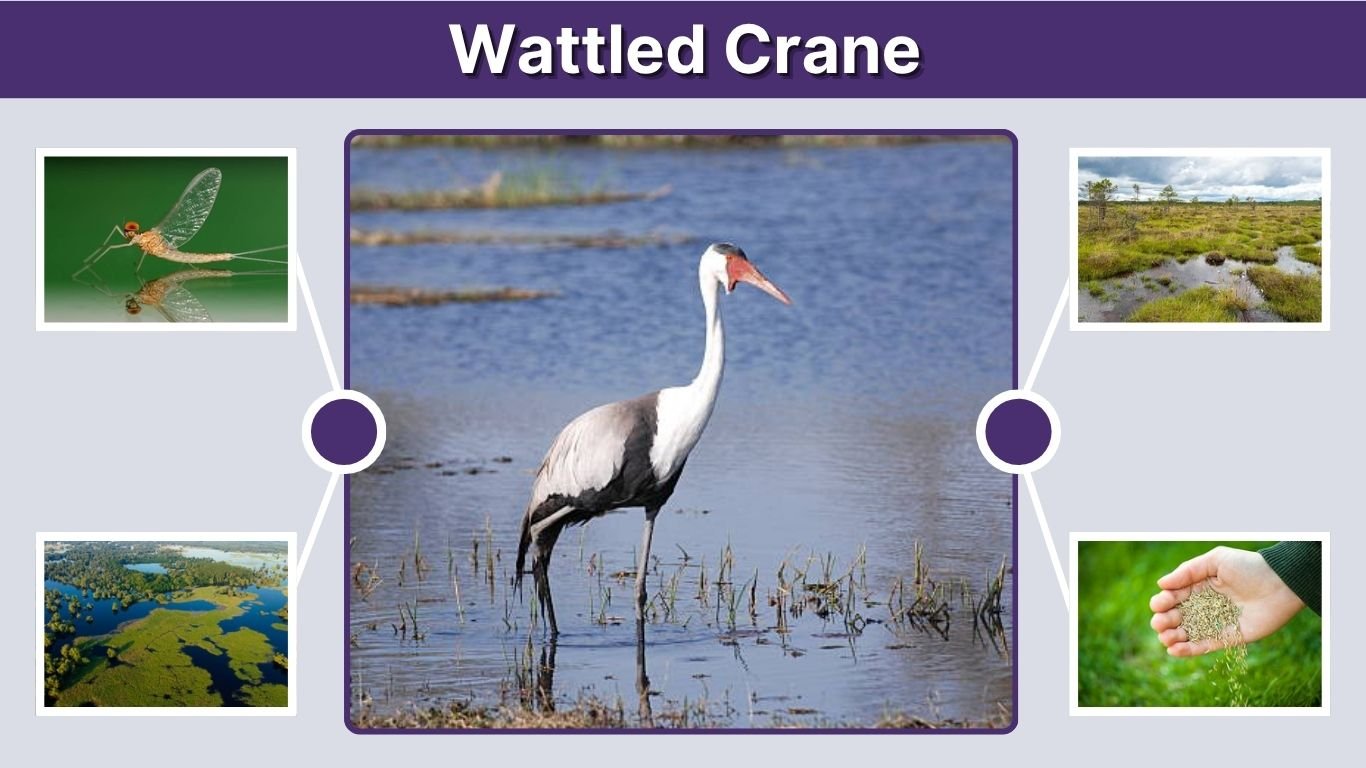 Wattled Crane: Habitat, Diet, Size and Conservation