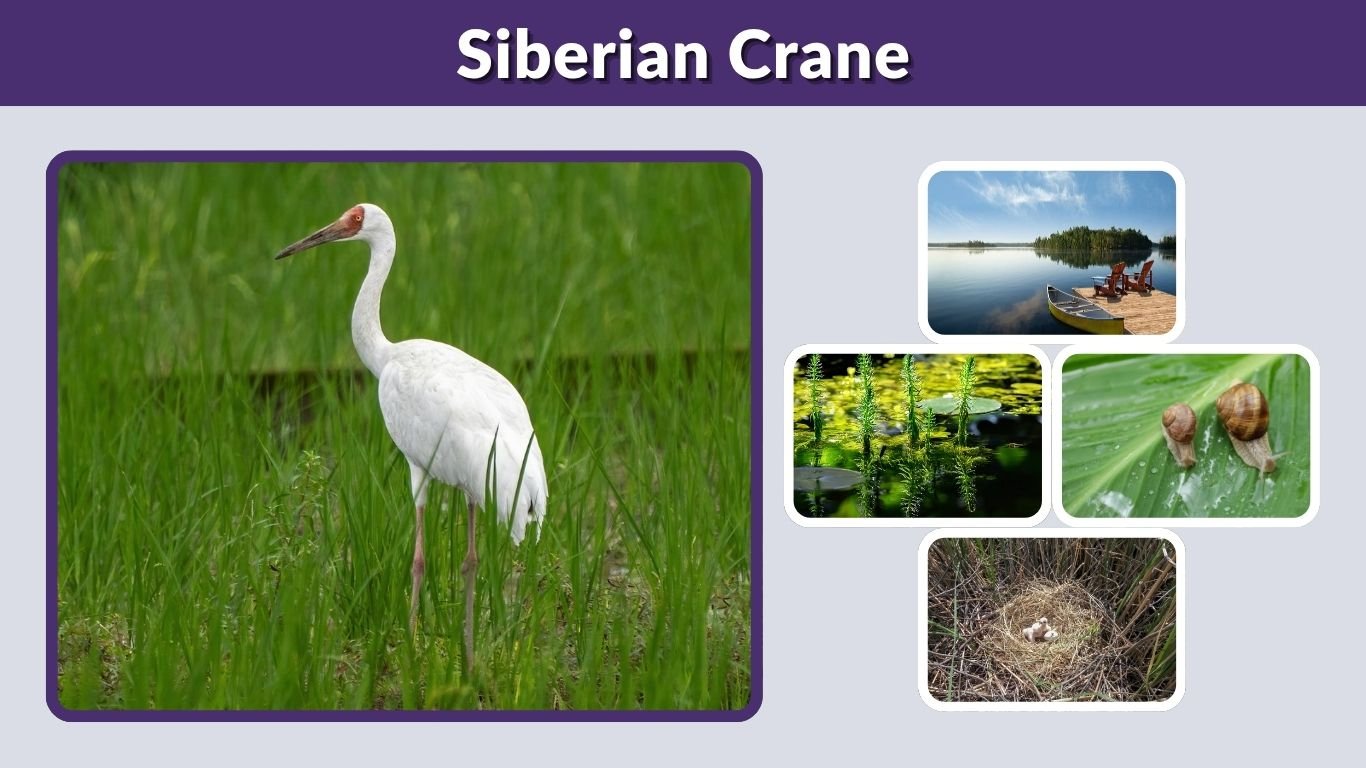 Siberian Crane: Habitat, Migration, Diet and Facts