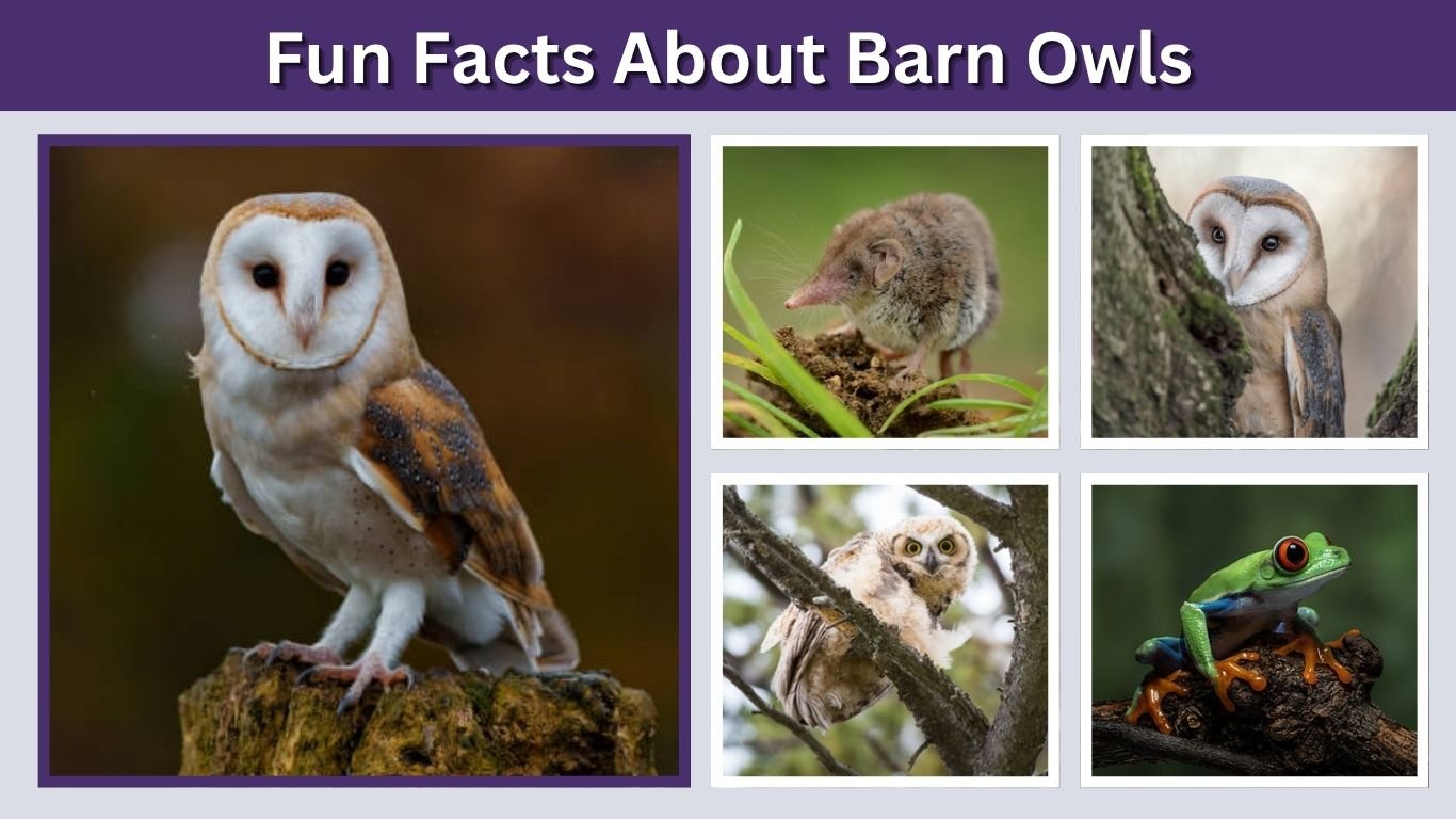 14 Fun Facts About Barn Owls You Should Know