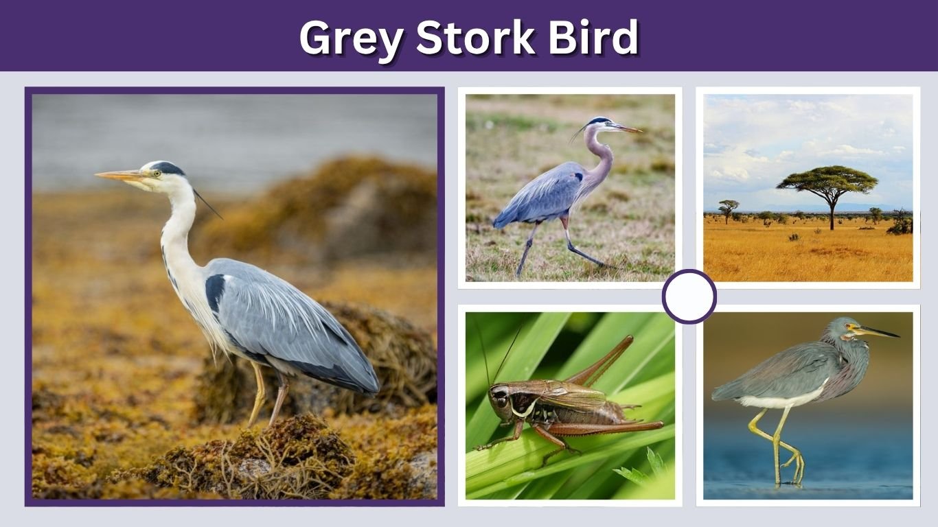 Grey Stork Bird: Identification, Habitat and Facts