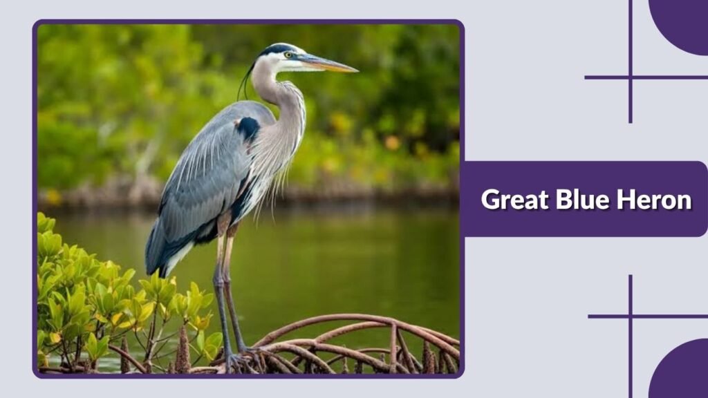 Great Blue Heron