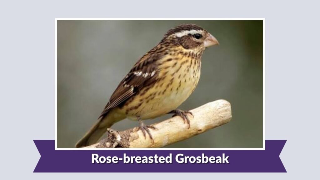 Rose-breasted Grosbeak