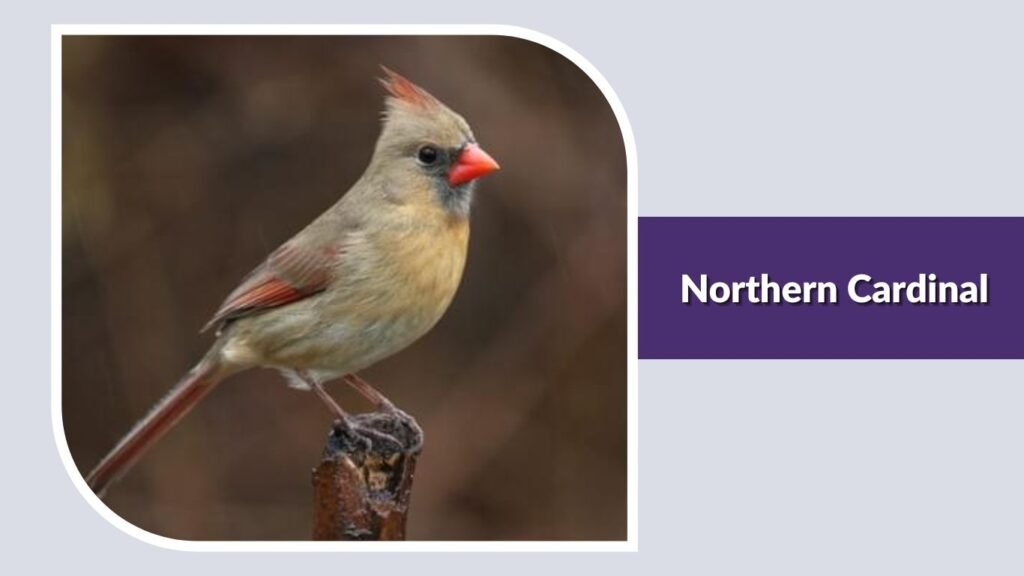 Northern Cardinal