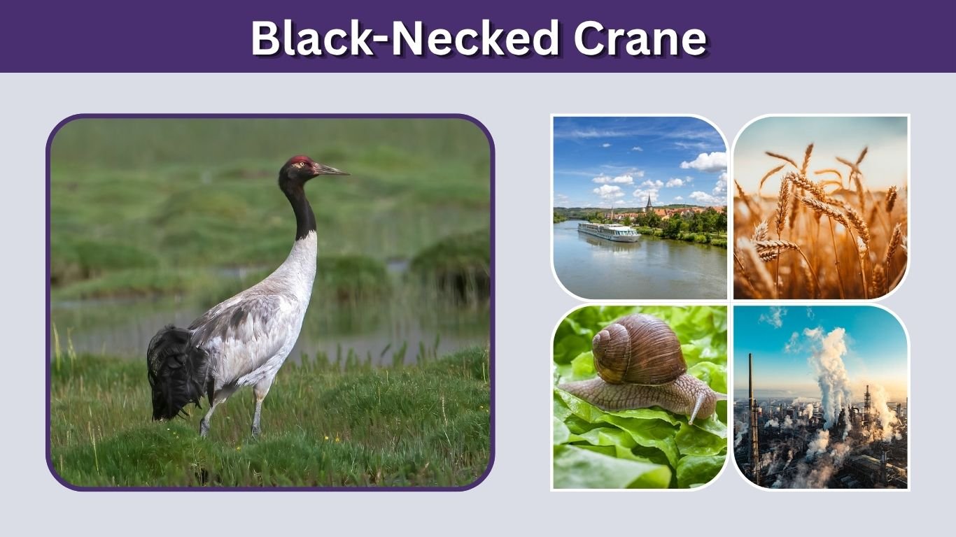 Black-Necked Crane: Habitat, Migration, Diet and Facts