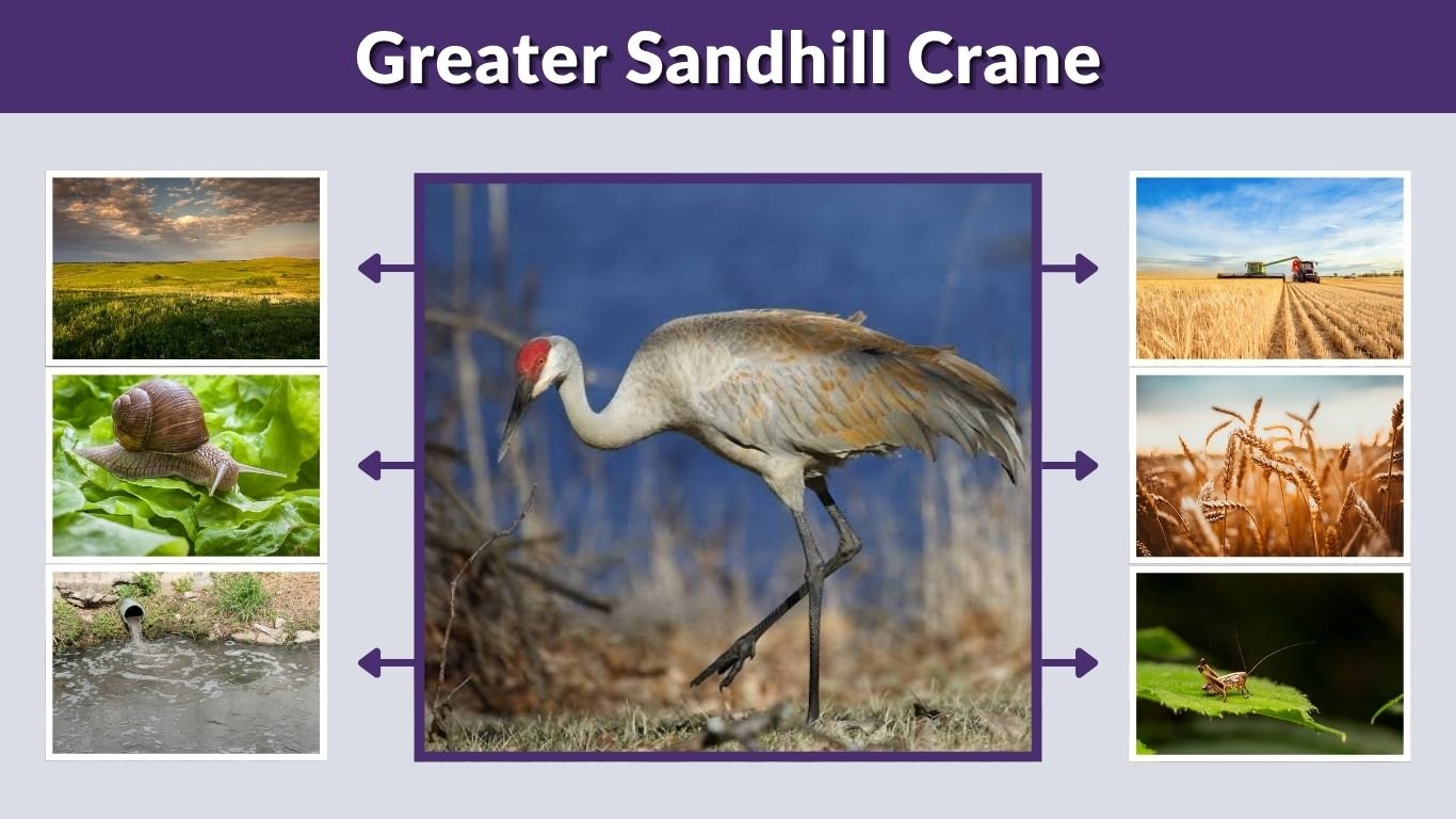 Greater Sandhill Crane: Size, Range, Migration and Facts