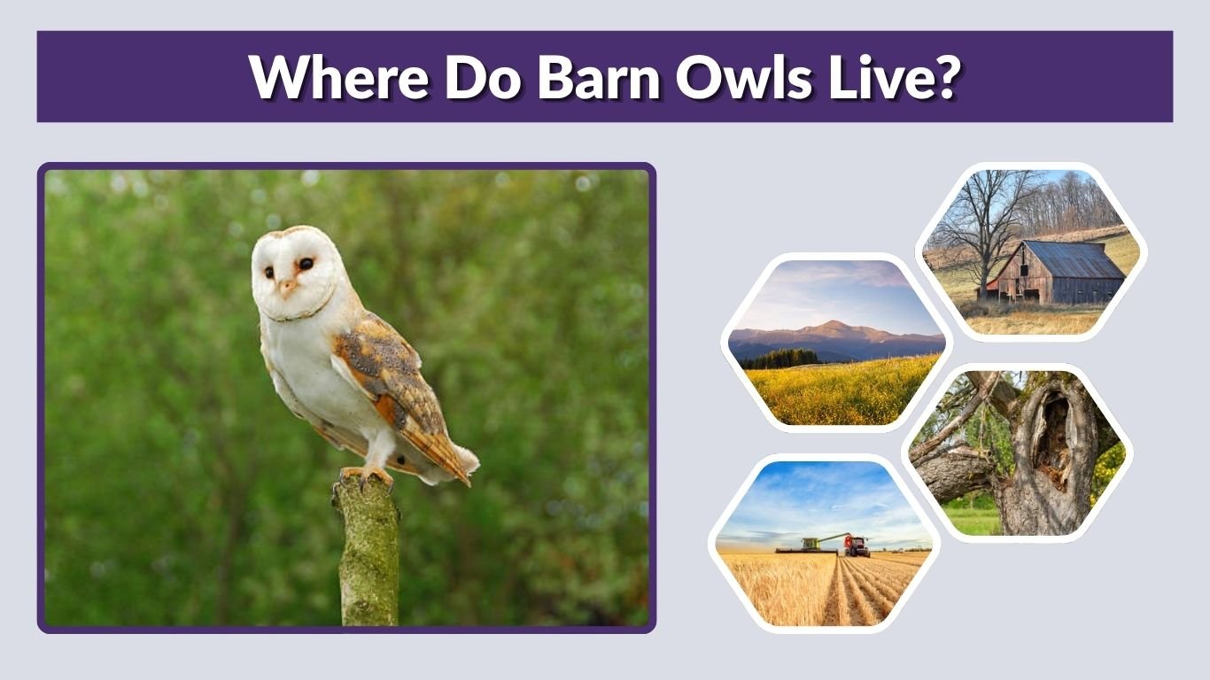 Where Do Barn Owls Live? Habitat, Nests, and Range
