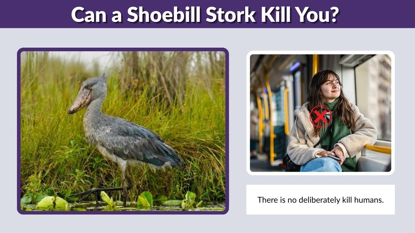 Can a Shoebill Stork Kill You? Flight, Size, and Safety