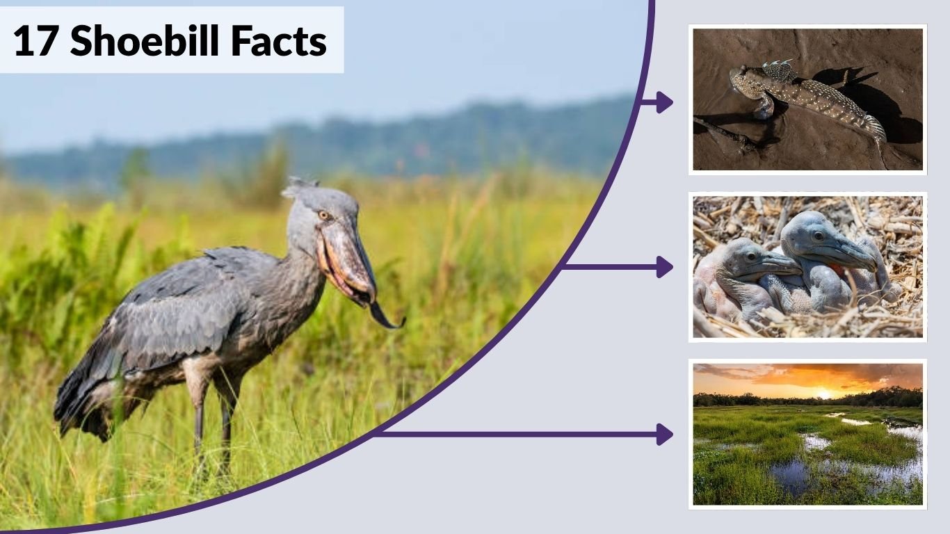 17 Shoebill Facts: Size, Diet, Sound, and Behavior