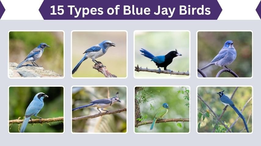 15 Types of Blue Jay Birds: Identification with Pictures
