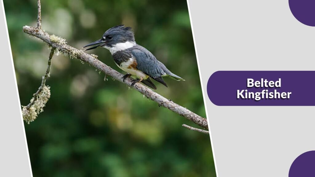 Belted Kingfisher