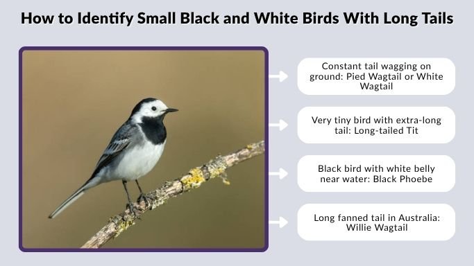 How to Identify Small Black and White Birds With Long Tails