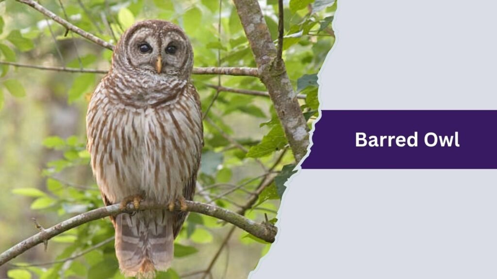 Barred Owl