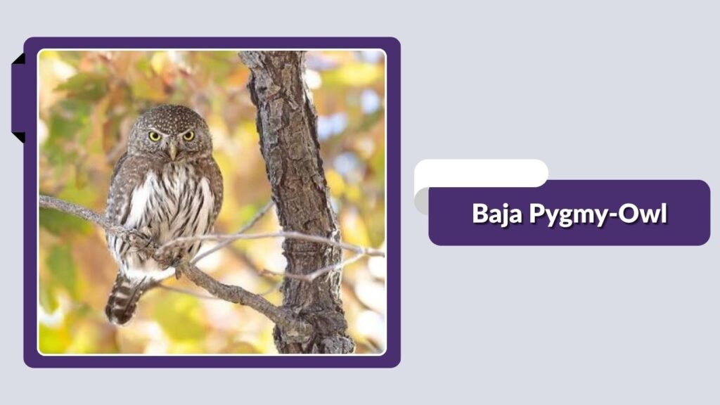 Baja Pygmy-Owl
