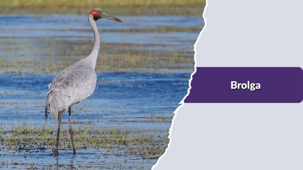 Brolga