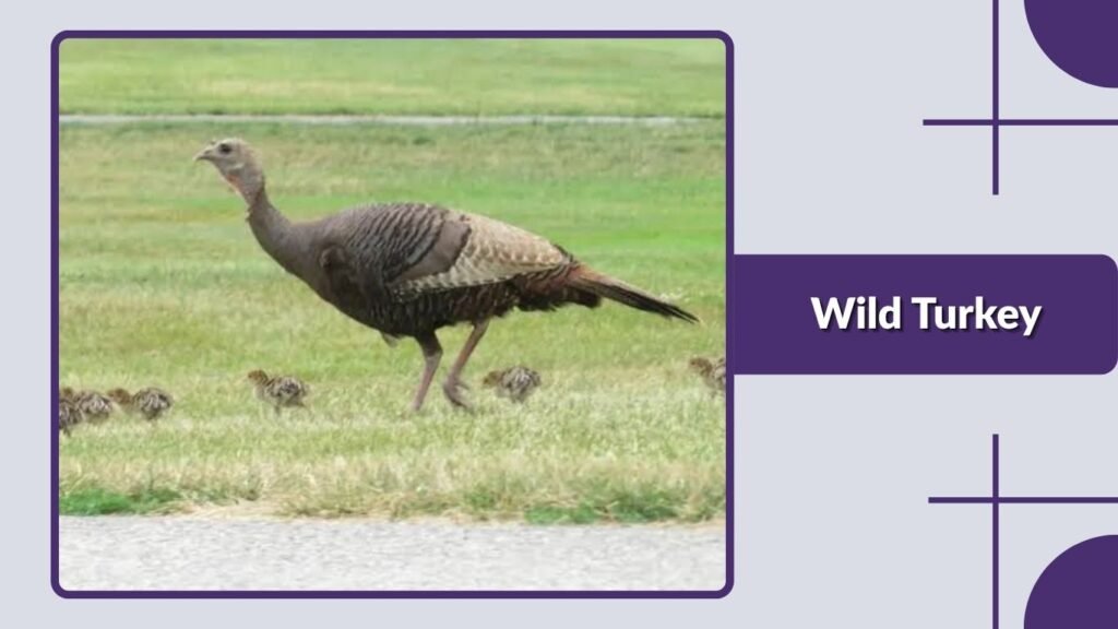 Wild Turkey