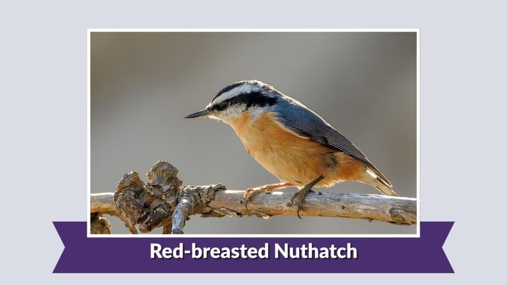 Red-breasted Nuthatch
