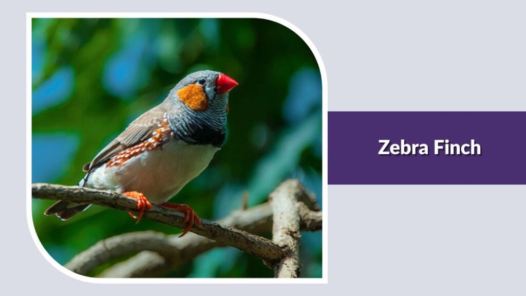 Zebra Finch
