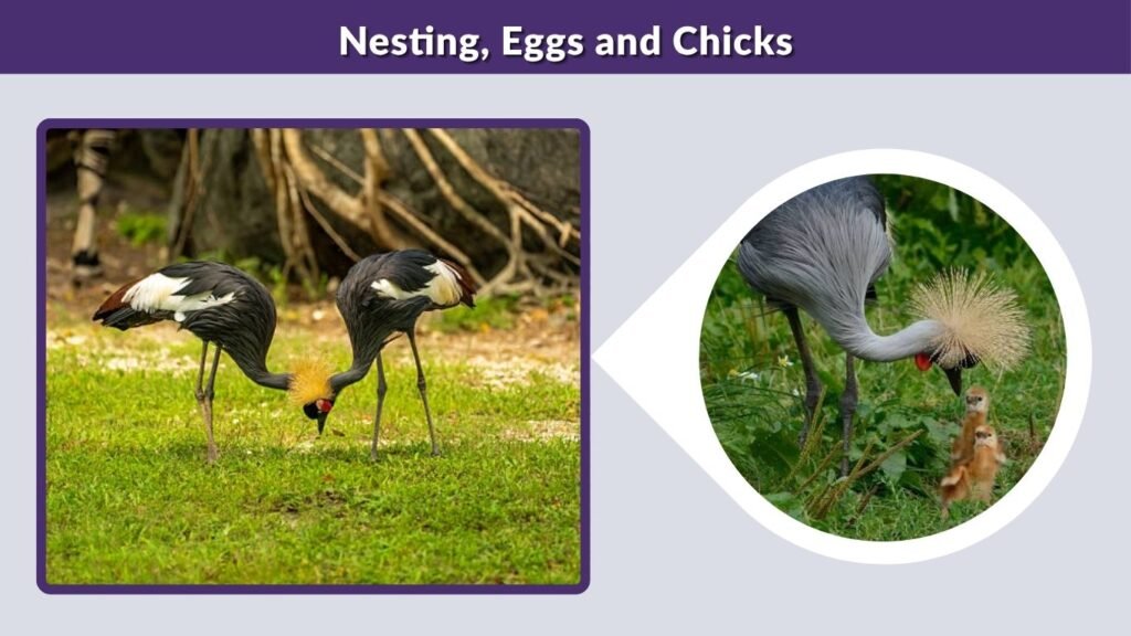 Nesting, Eggs and Chicks