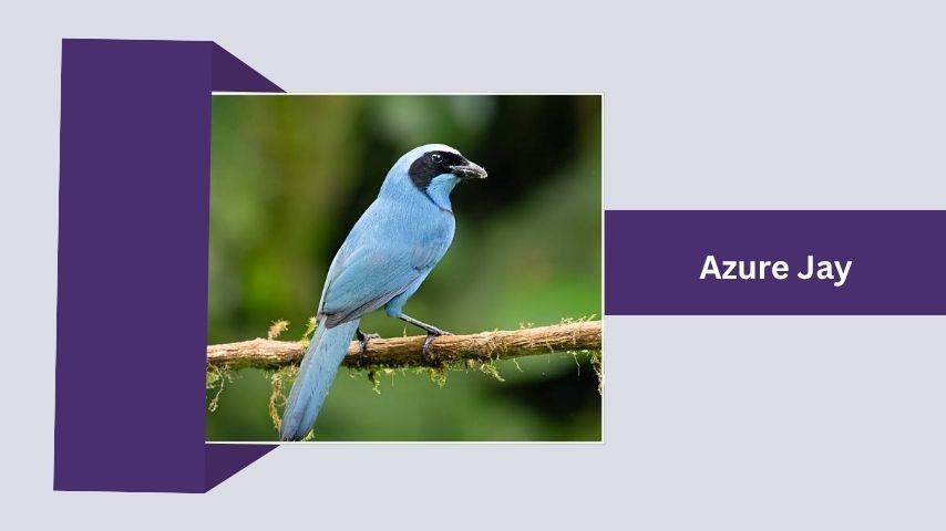 Azure Jay