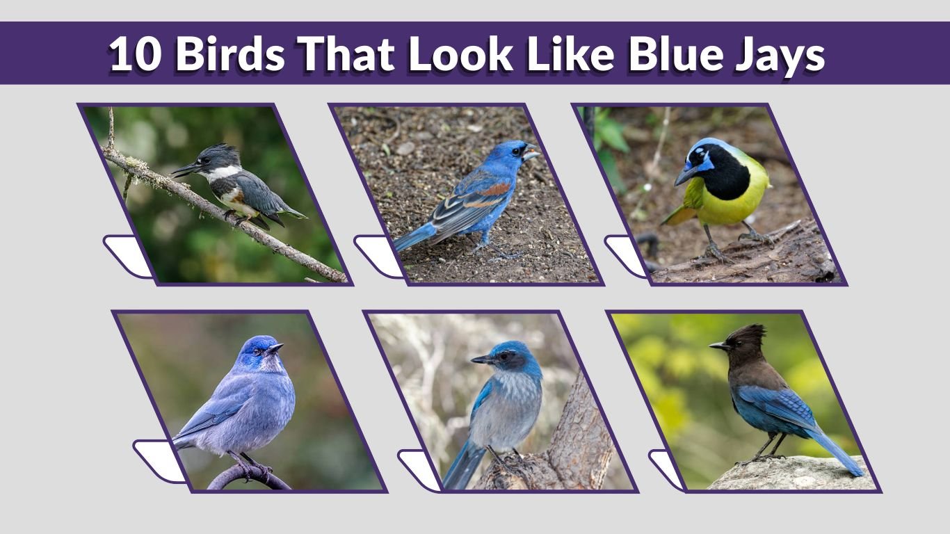 10 Birds That Look Like Blue Jays: Easy ID Guide
