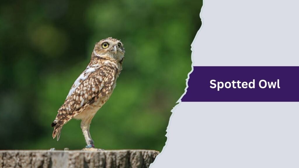 Spotted Owl