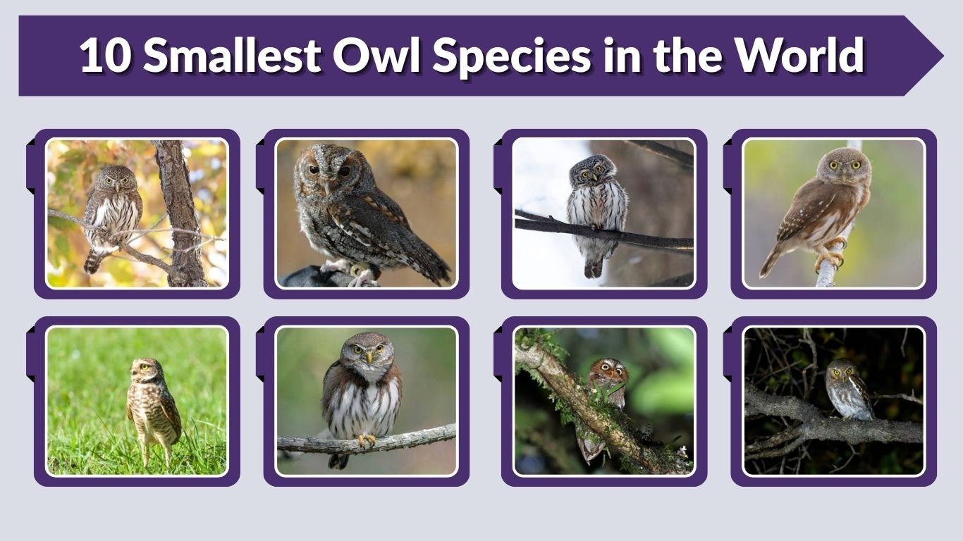 10 Smallest Owl Species in the World: Identification with Pictures