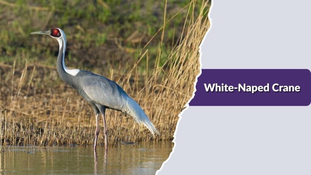 White-Naped Crane
