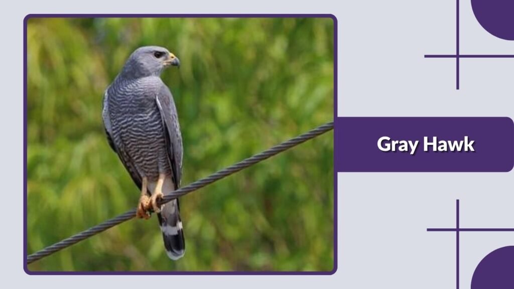 Gray Hawk
