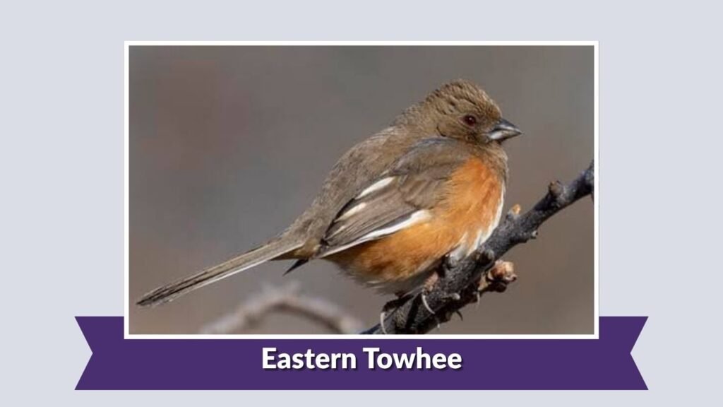Eastern Towhee