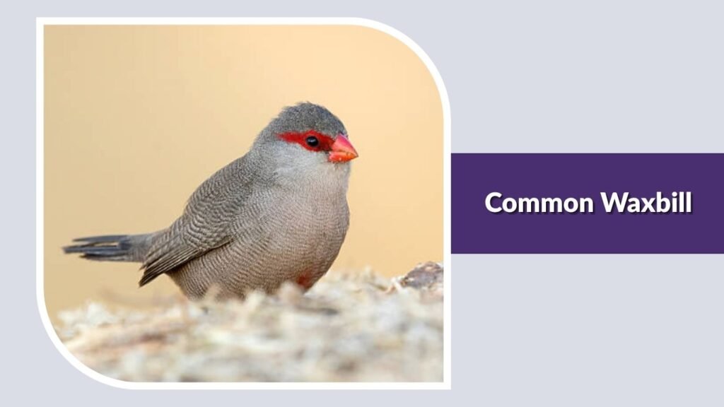 Common Waxbill