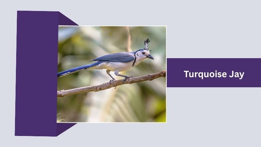 Turquoise Jay