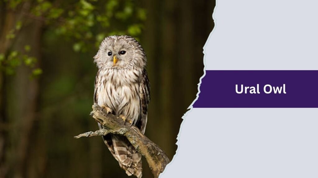 Ural Owl