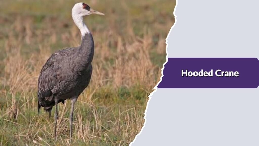 Hooded Crane