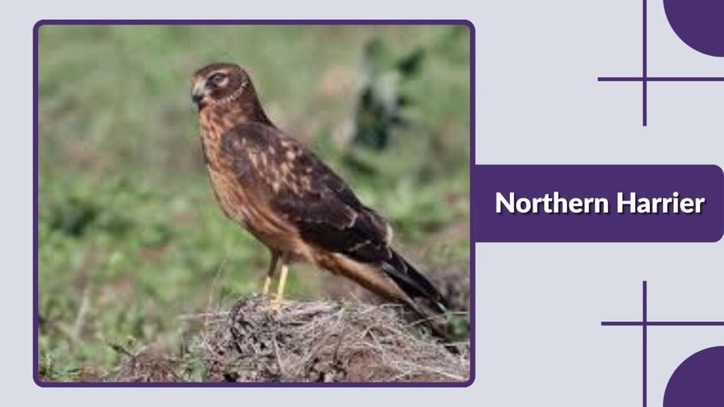 Northern Harrier