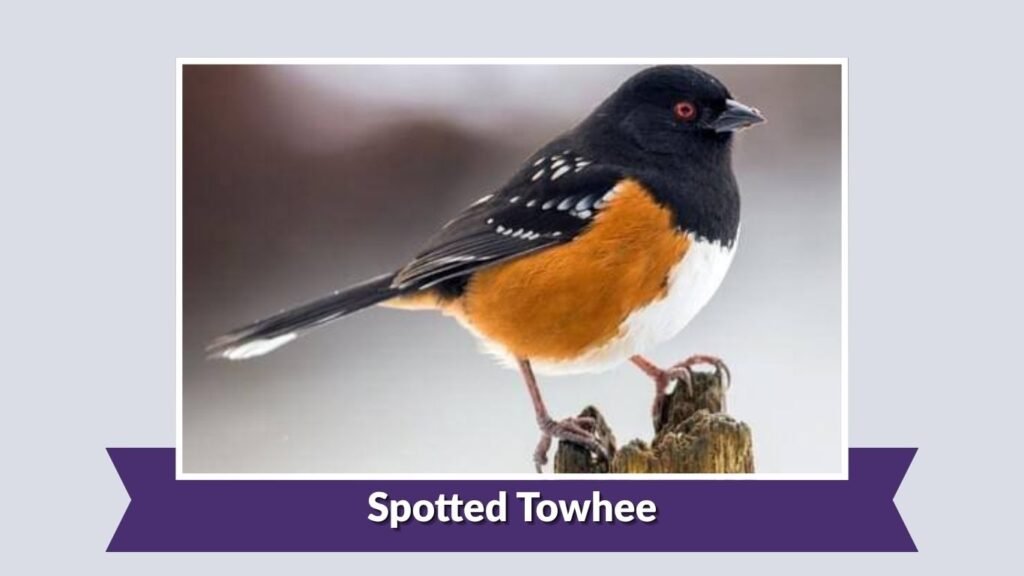 Spotted Towhee