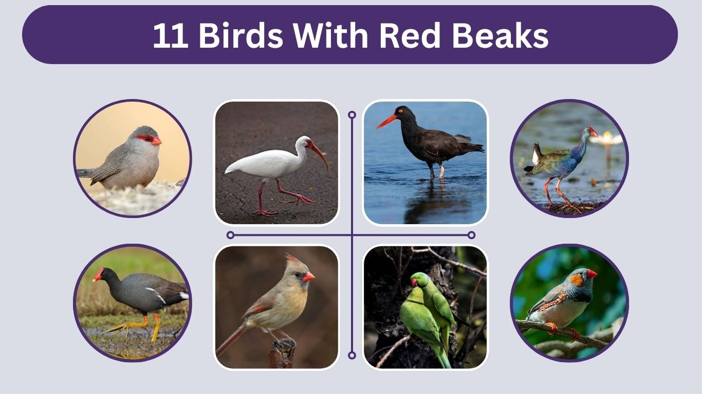 11 Birds With Red Beaks: Identification and Pictures