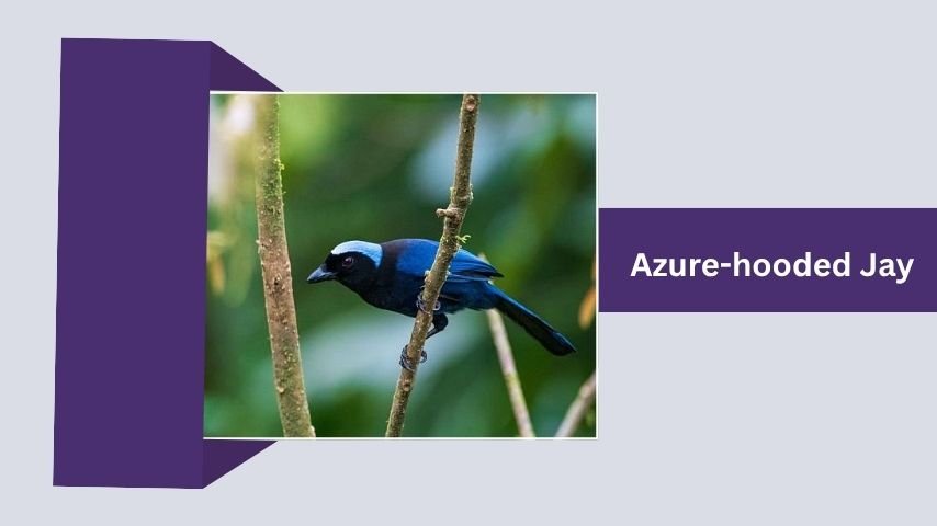 Azure-hooded Jay