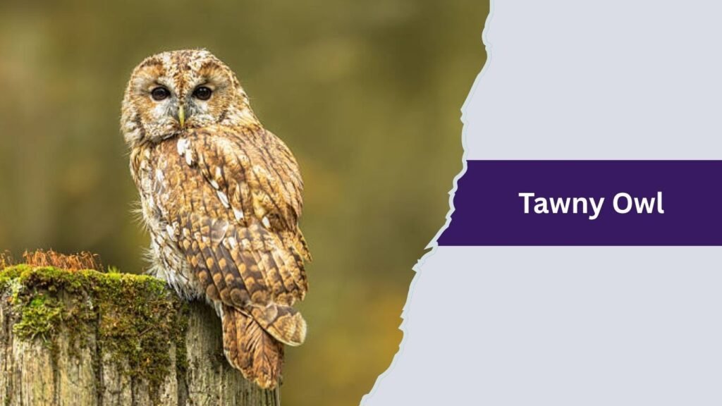 Tawny Owl