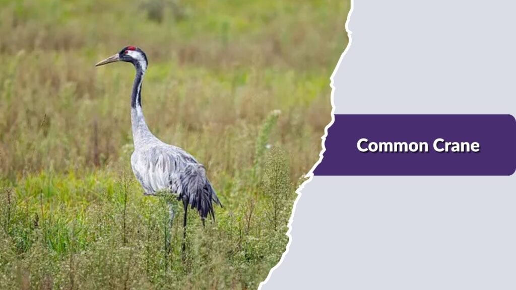 Common Crane