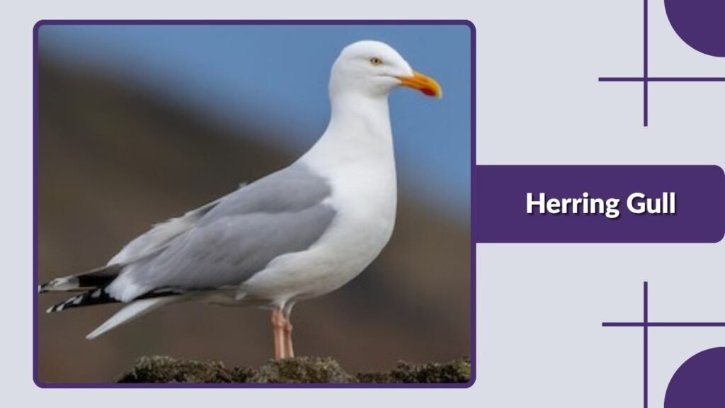 Herring Gull