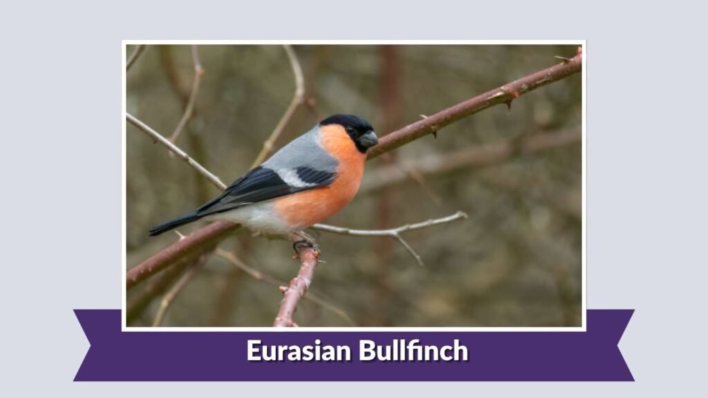 Eurasian Bullfinch
