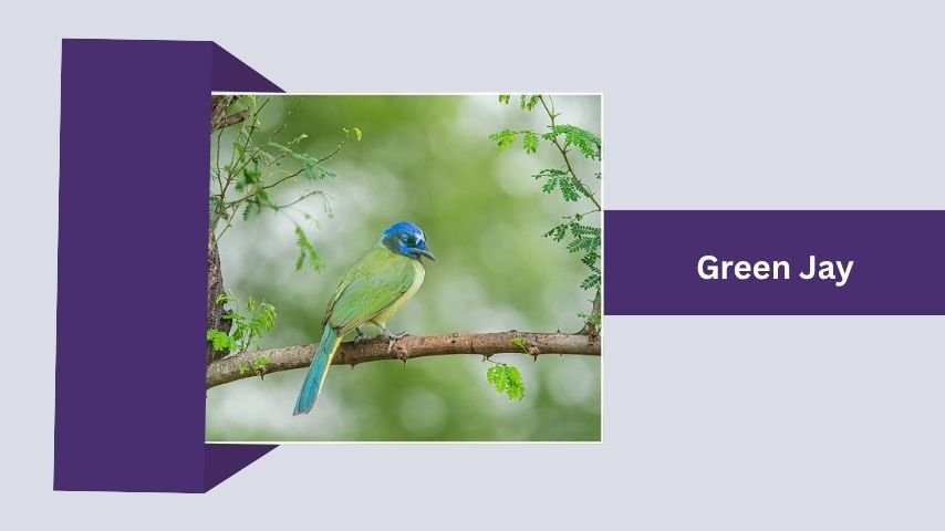 Green Jay