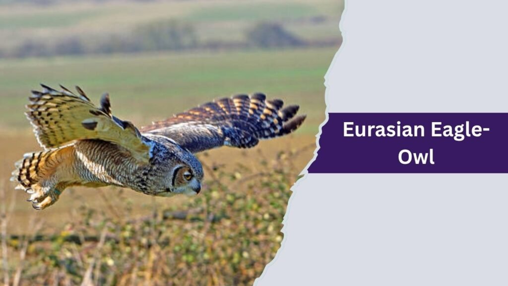 Eurasian Eagle-Owl
